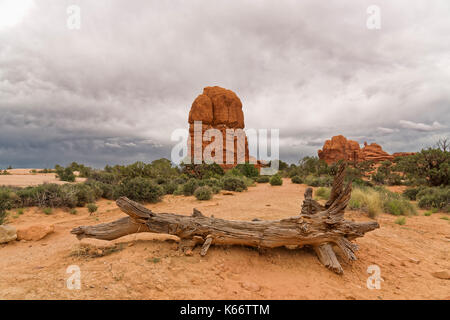 Alten toten Wacholder Arches National Park, Moab Utah Stockfoto