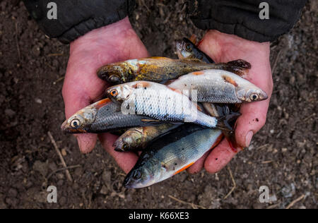 Hände halten Fisch Stockfoto