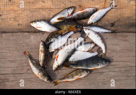 Fisch auf Holzplatten Stockfoto