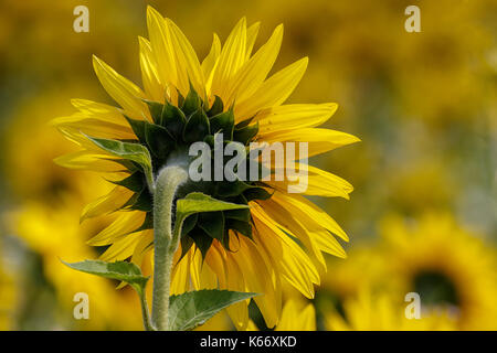 Leuchtend gelb, Felder von Sonnenblumen. Stockfoto