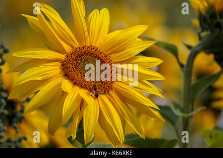 Leuchtend gelb, Felder von Sonnenblumen. Stockfoto