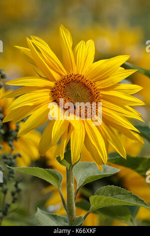 Leuchtend gelb, Felder von Sonnenblumen. Stockfoto