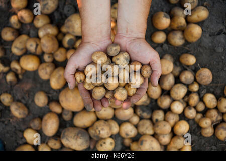 Die schmutzigen Hände halten Kartoffeln Stockfoto