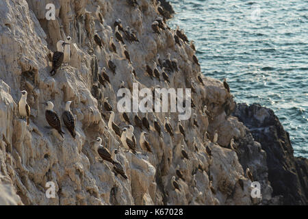 Gruppe von peruanischen Booby (Sula variegata) auf Guano fallenden Klippen an der Pazifikküste von Norden Chiles. Stockfoto