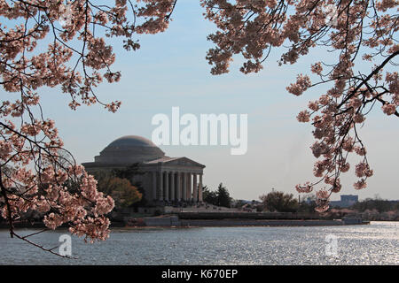 Jefferson Memorial, wie durch die Kirschblüten in der reflektierenden Pool in Washington, DC. Stockfoto