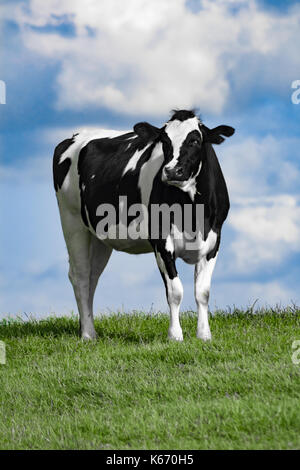 Eine Kuh steht auf grasbewachsenen Hügel mit blauer Himmel Stockfoto
