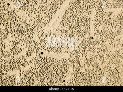 Die Pellets und fuchsbau Eingänge von Bubbler Krabben erstellt am Sandstrand. Stockfoto