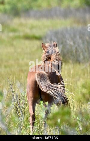 Wildes Pferd (Equus caballus) der Assateague Island National Seashore Stockfoto