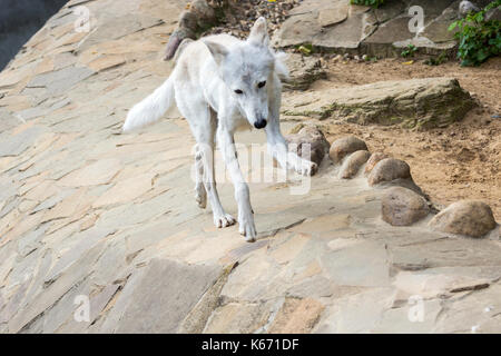 Weibliche polar wolf gerettet aus der Falle, für immer links Lame Stockfoto