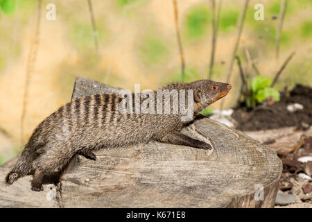 Die striped Mongoose ruht auf einem Baumstumpf in Ruaha Nationalpark, Iringa, Tansania Stockfoto