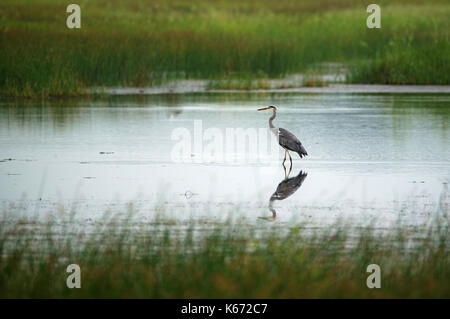 Graureiher Vogel in Wasser Stockfoto