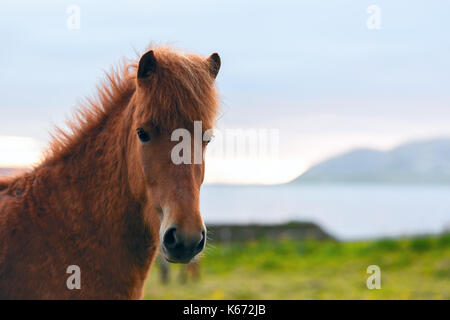 Islandpferd Porträt Stockfoto