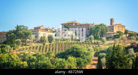 Weinberg und das Dorf von Montalcino, Toskana, Italien Stockfoto