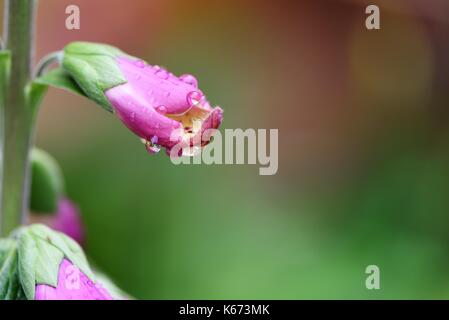 Nahaufnahme Makro Blume fotografie Bild von Rosa Lila Fingerhut Familie Anlage mit Regen fällt auf Blütenblättern und grünen Garten blur Hintergrund mit Platz Stockfoto