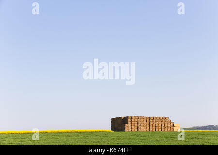 Heuschober in der Mitte des Feldes, zubereitetes Futter auf einem Bauernhof. Landwirtschaft, Massenproduktion, Tierzucht Konzept mit kopieren. Stockfoto