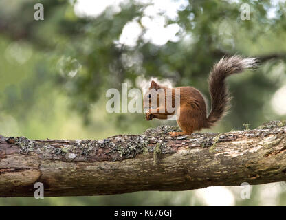 Eichhörnchen (Scuirus Vulgaris), schottische Cairngorms im August mit Boden in lila heidekraut Teppichboden Stockfoto