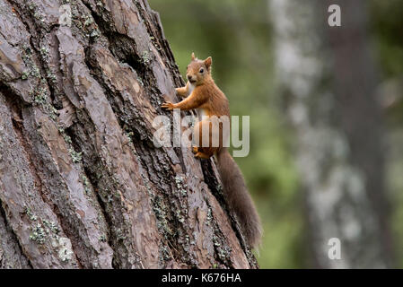 Eichhörnchen (Scuirus Vulgaris), schottische Cairngorms im August mit Boden in lila heidekraut Teppichboden Stockfoto