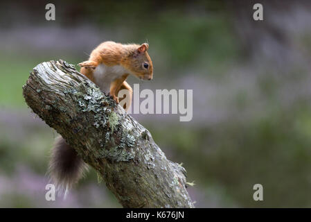 Eichhörnchen (Scuirus Vulgaris), schottische Cairngorms im August mit Boden in lila heidekraut Teppichboden Stockfoto