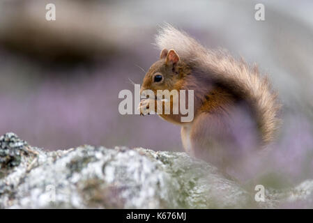 Eichhörnchen (Scuirus Vulgaris), schottische Cairngorms im August mit Boden in lila heidekraut Teppichboden Stockfoto