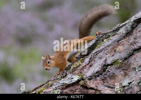 Eichhörnchen (Scuirus Vulgaris), schottische Cairngorms im August mit Boden in lila heidekraut Teppichboden Stockfoto