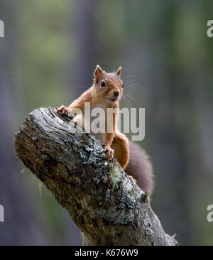 Eichhörnchen (Scuirus Vulgaris), schottische Cairngorms im August mit Boden in lila heidekraut Teppichboden Stockfoto