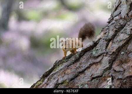 Eichhörnchen (Scuirus Vulgaris), schottische Cairngorms im August mit Boden in lila heidekraut Teppichboden Stockfoto