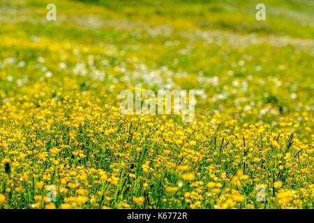 Grüne Wiesen mit bunten Blumen an den Berghängen der Alp Flix Stockfoto