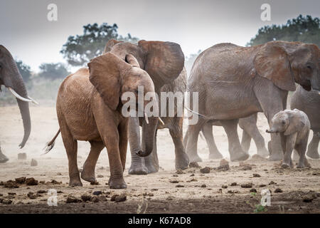 Herde von Elefanten, den Tsavo Ost Nationalpark, Kenia Stockfoto