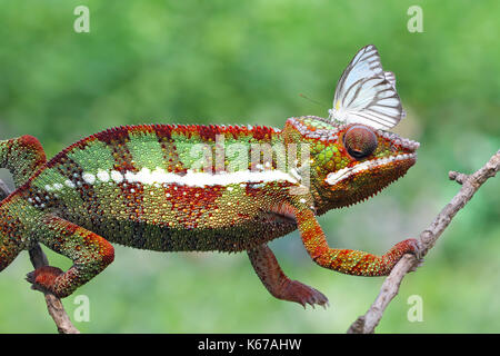 Schmetterling auf einem chamäleon Kopf, Indonesien Stockfoto