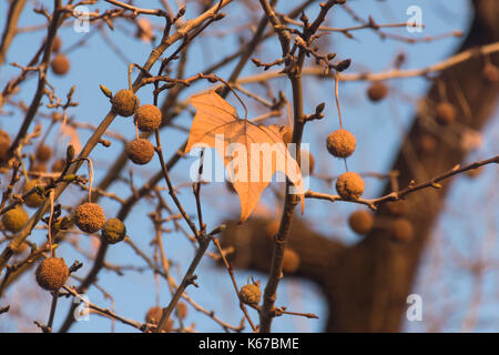 Blätter im Herbst und Samenkapseln des London plane Tree gegen den blauen Himmel. Platanus acerifolia oder Platanus Hispanica Stockfoto