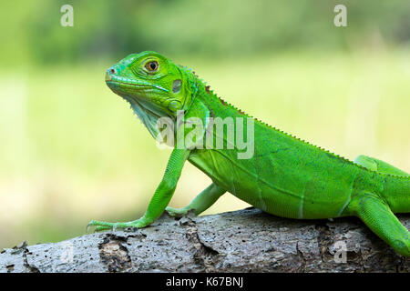 Grüner Leguan auf einem Zweig Stockfoto