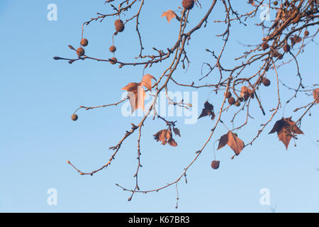 Blätter im Herbst und Samenkapseln des London plane Tree gegen den blauen Himmel. Platanus acerifolia oder Platanus Hispanica Stockfoto