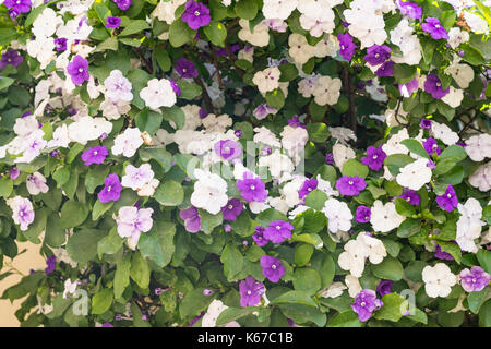 Brunfelsia pauciflora in voller Blüte. Gestern, Heute und Morgen Anlage Stockfoto