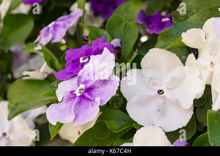 Brunfelsia pauciflora in voller Blüte. Gestern, Heute und Morgen Anlage Stockfoto