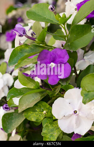 Brunfelsia pauciflora in voller Blüte. Gestern, Heute und Morgen Anlage Stockfoto