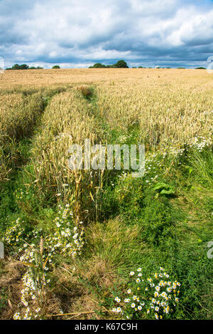 Bauernhof Feld mit Weizen im Devon, England Stockfoto