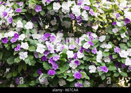 Brunfelsia pauciflora in voller Blüte. Gestern, Heute und Morgen Anlage Stockfoto