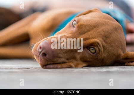 Männliche vizsla Welpe Hund liegend auf dem Boden Stockfoto