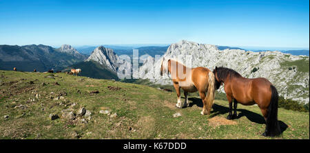 Herde von Pferden, Urkiola Nationalpark, Vizcaya, Baskenland, Spanien Stockfoto