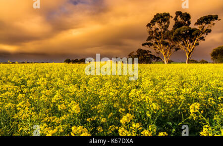 Sonnenuntergang über einem Rapsfeld, Western Australia, Australien Stockfoto