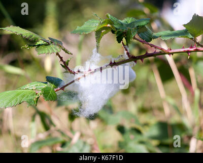 Dicke weiße Cobweb hängen auf Zweig mit Tau Tropfen; England; UK Stockfoto