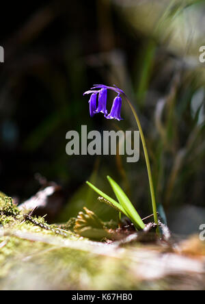 Bluebell Nahaufnahme in den wilden Wald Umwelt. Woodland Oxfordshire uk Stockfoto