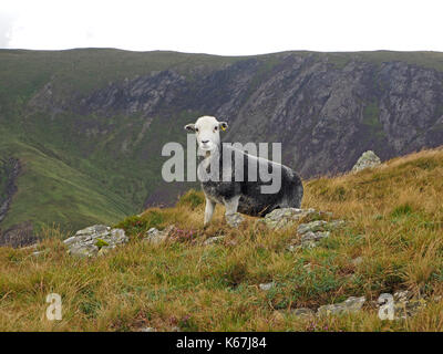 Herdwick-schafe schauen neugierig in der Nähe der Hohen Spy oberhalb der Newlands Valley im Lake District, Cumbria, England, Großbritannien Stockfoto