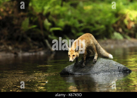 Junge Füchsin von Red fox Aufenthalt in Fluss beeing auf Ausblick - Vulpes vulpes Stockfoto