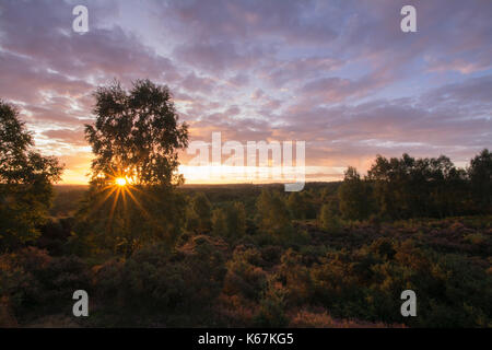 Heide Landschaft bei Sonnenaufgang am Thursley gemeinsame National Nature Reserve in Surrey, Großbritannien Stockfoto