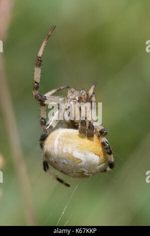 In der Nähe der weiblichen 4-spotted orbweaver Spinne auf einem Webserver, im Moor in Hampshire, Großbritannien Stockfoto