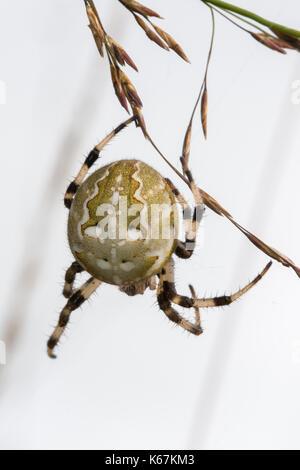 In der Nähe der weiblichen 4-spotted orbweaver Spinne auf einem Webserver, im Moor in Hampshire, Großbritannien Stockfoto