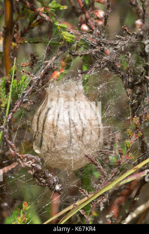 Nahaufnahme der Ei sac eines weiblichen Wasp spider (Argiope Bruennichi) in Hampshire, Großbritannien Stockfoto