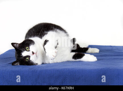 Eine traurige mollig schwarze und weiße Katze auf die Seite legt, Pfote, die heraus Stockfoto