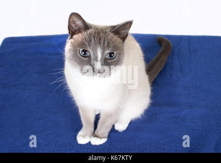 Porträt einer wunderschönen siamesische Katze/a Grau und Weiß Siamkatze mit riesigen blauen Augen für Ihr Portrait im Studio stellt auf einer blauen Decke Stockfoto